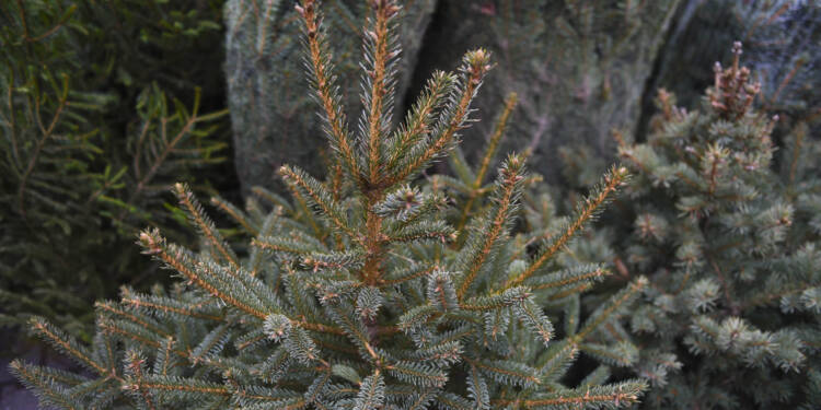 Mały Franio potrzebuje wsparcia. Choinkowa akcja w Lublinie 1 EAttachments45513784a8e4812f93cb72131135d73a72b0780