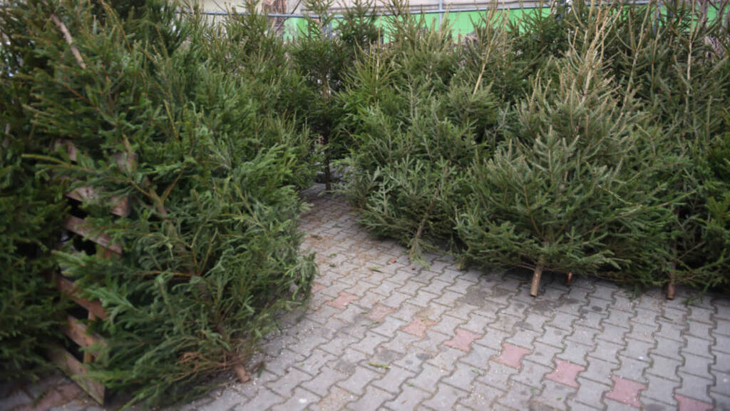 Policja i Straż Leśna na tropie. Za kradzione choinki można trafić do więzienia 1 EAttachments4551378ae80b5cd40fb6e6b431abe30e4a81cef xl