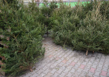 Policja i Straż Leśna na tropie. Za kradzione choinki można trafić do więzienia 2 EAttachments4551378ae80b5cd40fb6e6b431abe30e4a81cef xl