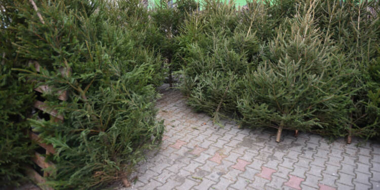 Policja i Straż Leśna na tropie. Za kradzione choinki można trafić do więzienia 1 EAttachments4551378ae80b5cd40fb6e6b431abe30e4a81cef xl