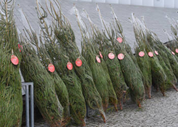 20.12.2025 Leśne wędrowanie 2 EAttachments59319195bbf8959def0766f77c65bcfa763a411