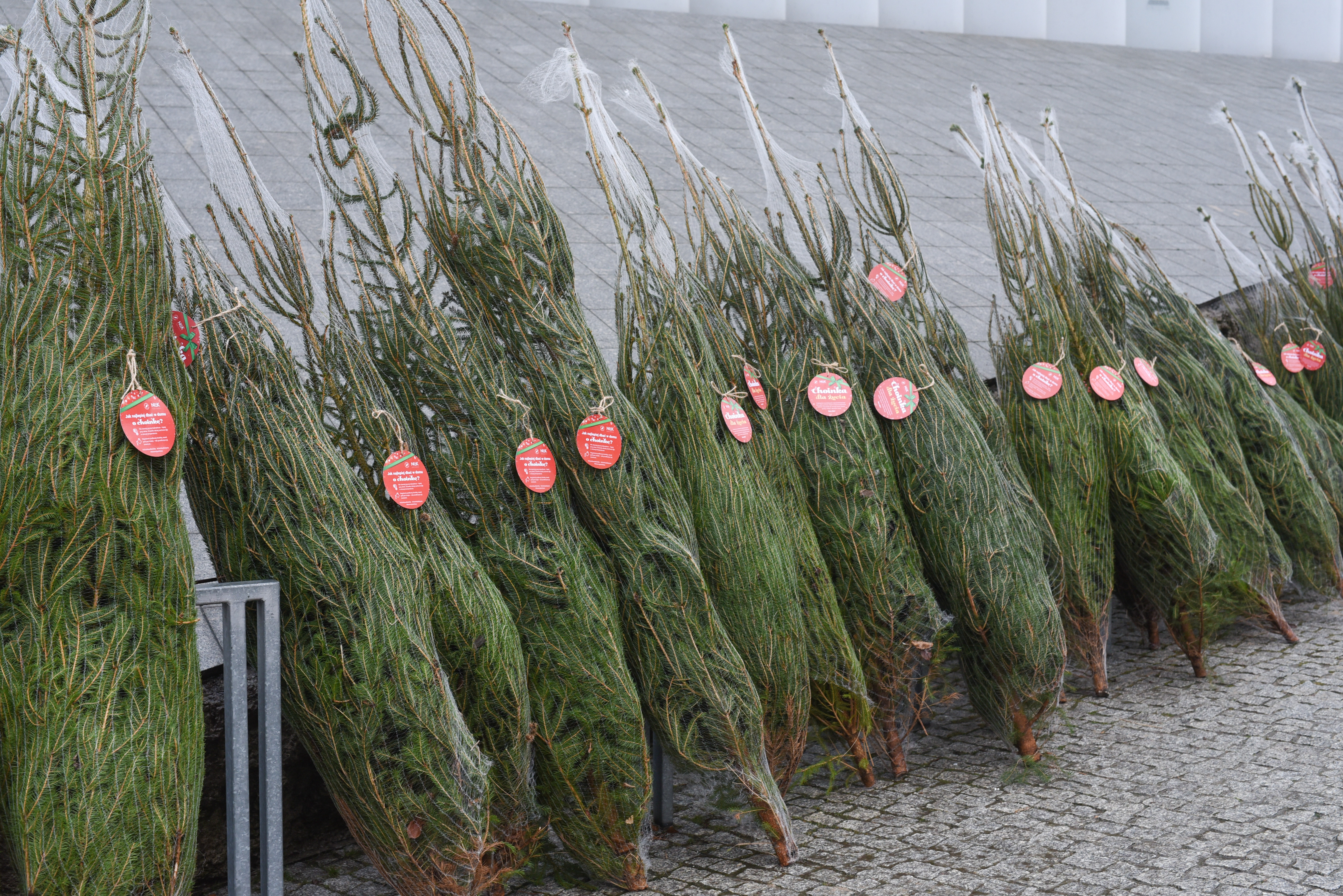 20.12.2025 Leśne wędrowanie
