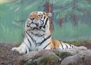 EAttachments8439042027da4856437e4d891dd122ec369f491 1024x682 1