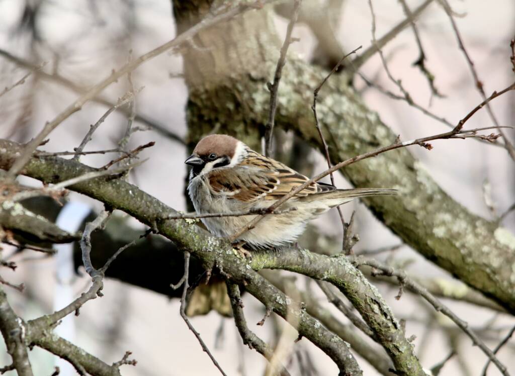 EAttachments8548112a323873423ed4e4267e3ec19431e424b