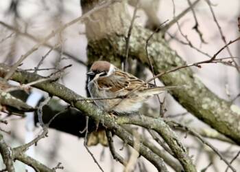 EAttachments8548112a323873423ed4e4267e3ec19431e424b