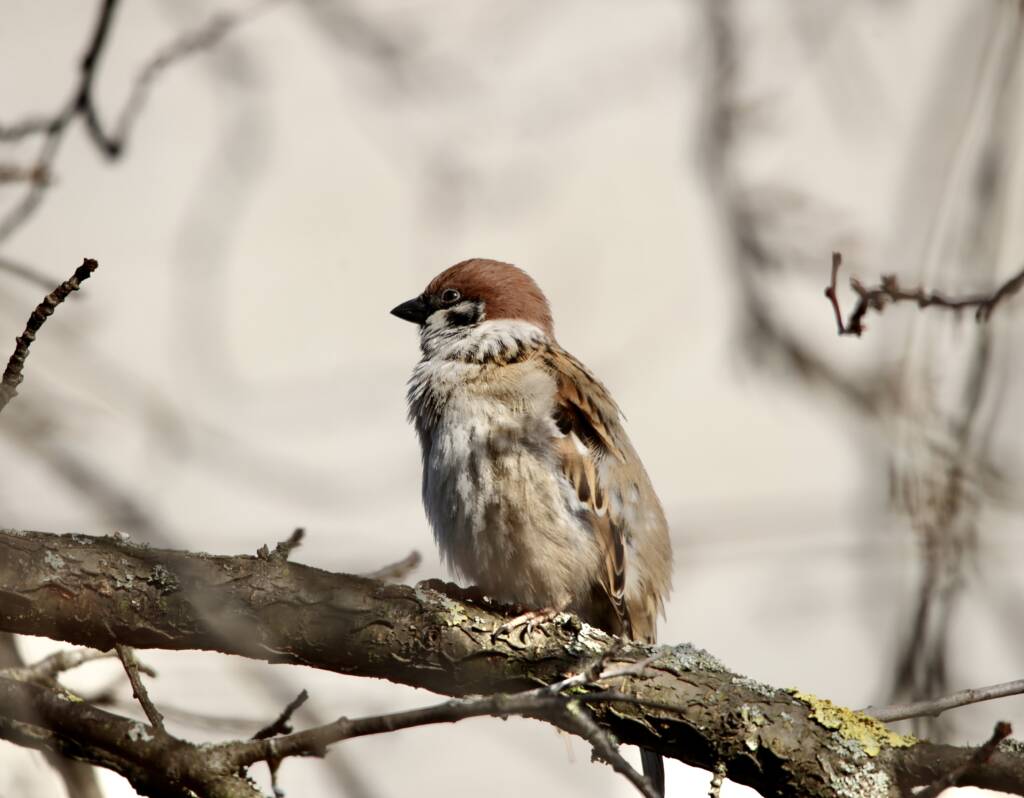 Ornitolożka: ptaki nawet przez 10 dni odczuwają stres po sylwestrowych fajerwerkach 1 EAttachments8548112ae5e9703ea9f5fd7bf409f50ce8e6710
