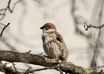 EAttachments8548112ae5e9703ea9f5fd7bf409f50ce8e6710