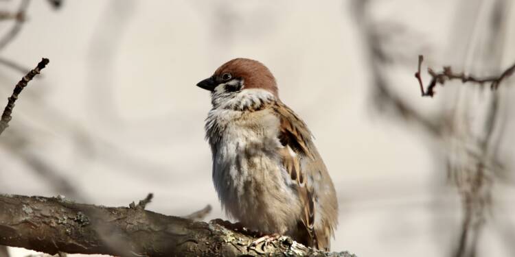 Ornitolożka: ptaki nawet przez 10 dni odczuwają stres po sylwestrowych fajerwerkach 1 EAttachments8548112ae5e9703ea9f5fd7bf409f50ce8e6710