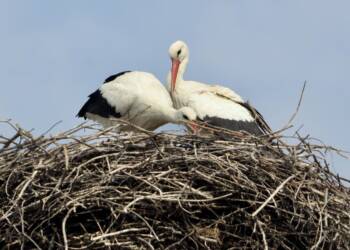 EAttachments8614731caf7165950f7d93c8e05a5f7c03c404a xl