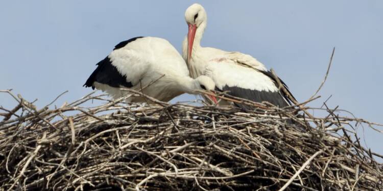 EAttachments8614731caf7165950f7d93c8e05a5f7c03c404a xl