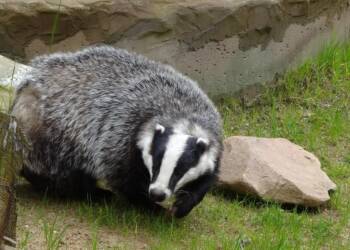 EAttachments900826751b981edc574a4dadbdafe69db806124 xl