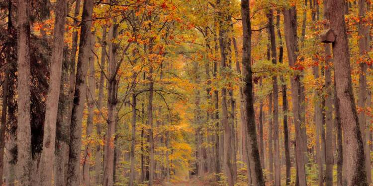 08.11.2025 Leśne wędrowanie 1 EAttachments90632763869f9235db3aee480f56ce031581c22 xl