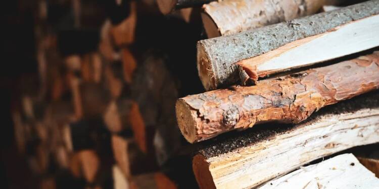 22.11.2025 Leśne wędrowanie 1 EAttachments9089496b43bf68ff86d736332f1ce41b479508b xl