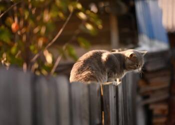 EAttachments9176319517c87fc444481672e99e9acd048d27a xl 1