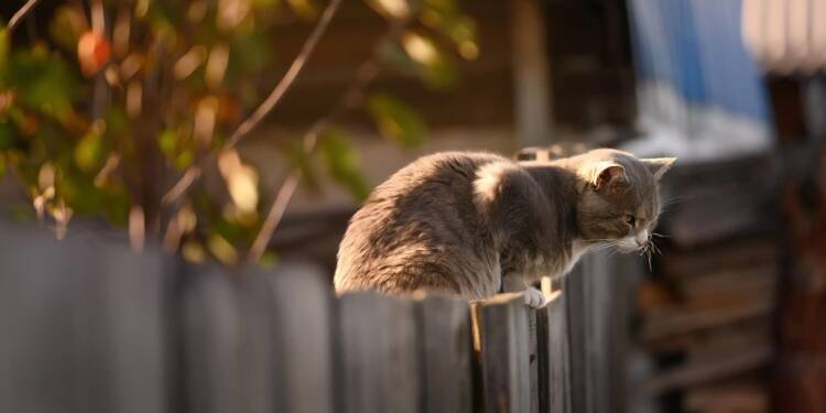 Kastracja kotów wolno żyjących w Lublinie. Zapisy na drugi etap akcji 1 EAttachments9176319517c87fc444481672e99e9acd048d27a xl 1