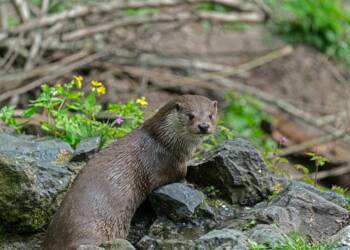 EAttachments9178343c0a64b5527b7cf83152c987599cc0116 xl 1024x681 1