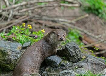 EAttachments9178343c0a64b5527b7cf83152c987599cc0116 xl