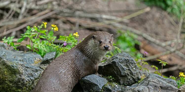 EAttachments9178343c0a64b5527b7cf83152c987599cc0116 xl