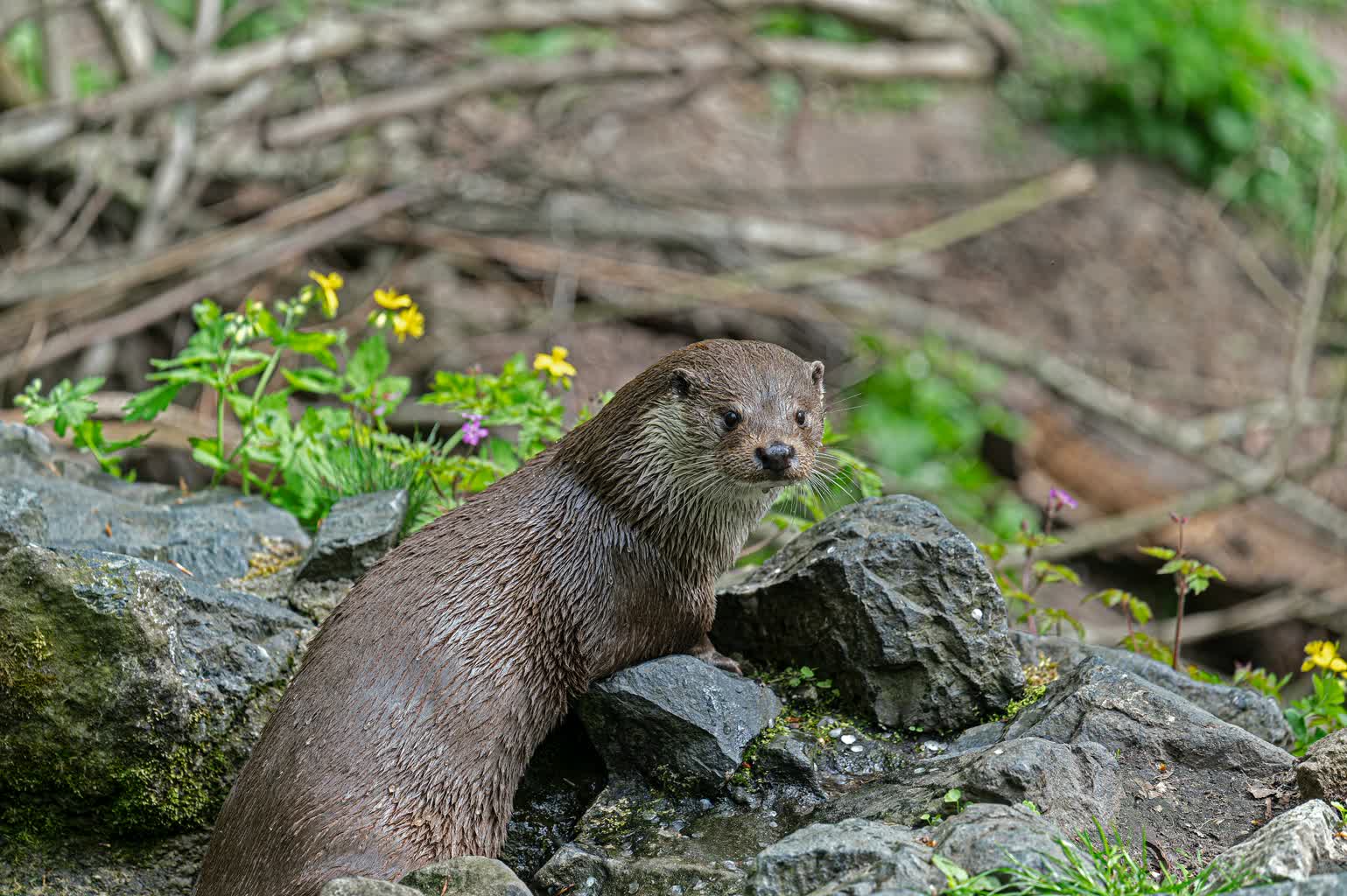 Kobieta pogryziona przez kunę. Chciała pomóc rannemu zwierzęciu