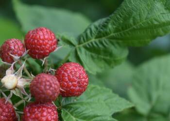 EAttachments917901774405233cba5f434f20c611d0389d216 xl