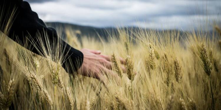 EAttachments9179201da2c61460df8685788fe2267cdd91616 xl