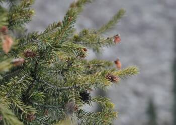 EAttachments9180819c854c32071dbd7a1856dab701352ae31 xl