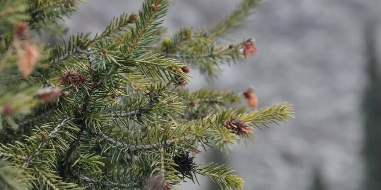 W Zamościu dadzą drugie życie choinkom 1 EAttachments9180819c854c32071dbd7a1856dab701352ae31 xl