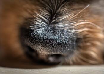 EAttachments918383963238d9986ba336ac9f7789b84462fc9 xl