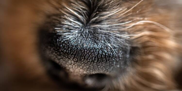 EAttachments918383963238d9986ba336ac9f7789b84462fc9 xl