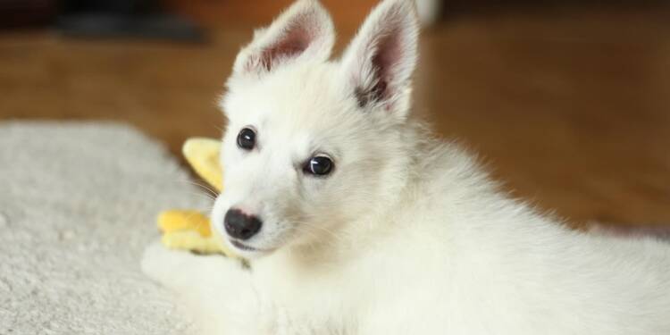 EAttachments918435421ca9440043c7023136ca72fa8704e43 xl