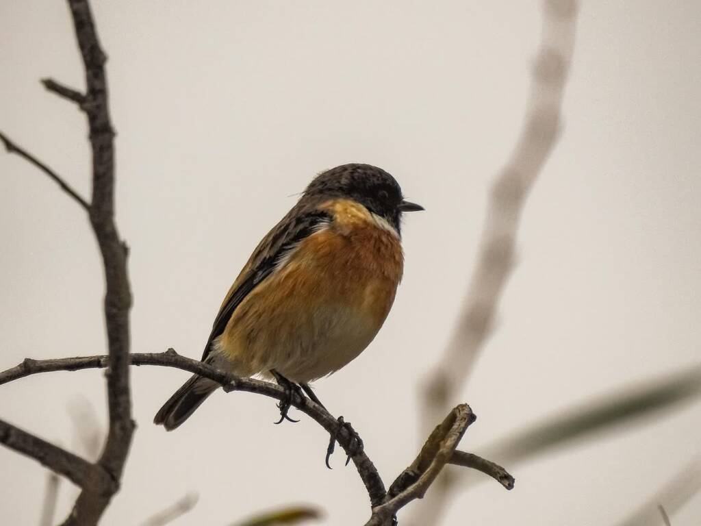 Wielkie obrączkowanie w zamojskim parku 1 EAttachments918478119ff98007c3551af2707879a92470f63 xl