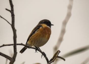 Wielkie obrączkowanie w zamojskim parku 5 EAttachments918478119ff98007c3551af2707879a92470f63 xl