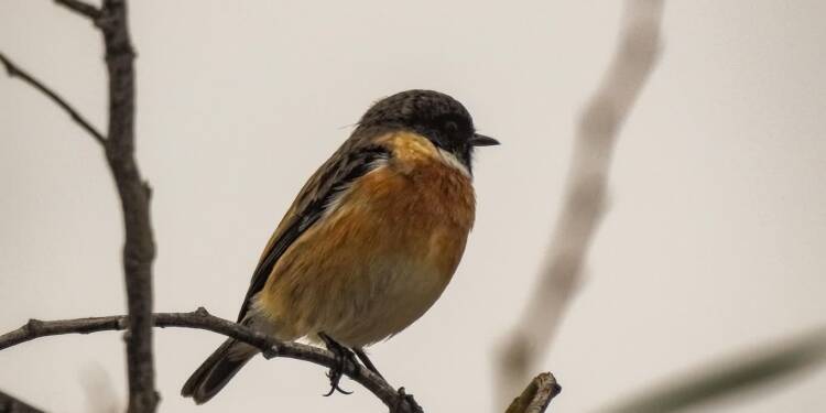 Wielkie obrączkowanie w zamojskim parku 1 EAttachments918478119ff98007c3551af2707879a92470f63 xl