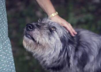 EAttachments91887597ea8442ca457c94ae2ef140719eee209 xl