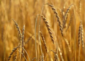 EAttachments91887652d90fca4e1df8b5272d9e8faa5c4796f xl