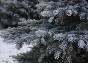 Świąteczne drzewka z legalnych źródeł. Ruszyła akcja Lasów Państwowych 6 EAttachments9188876e7c83c5a251e31cc4e99fad26a466786 xl 1024x682 1