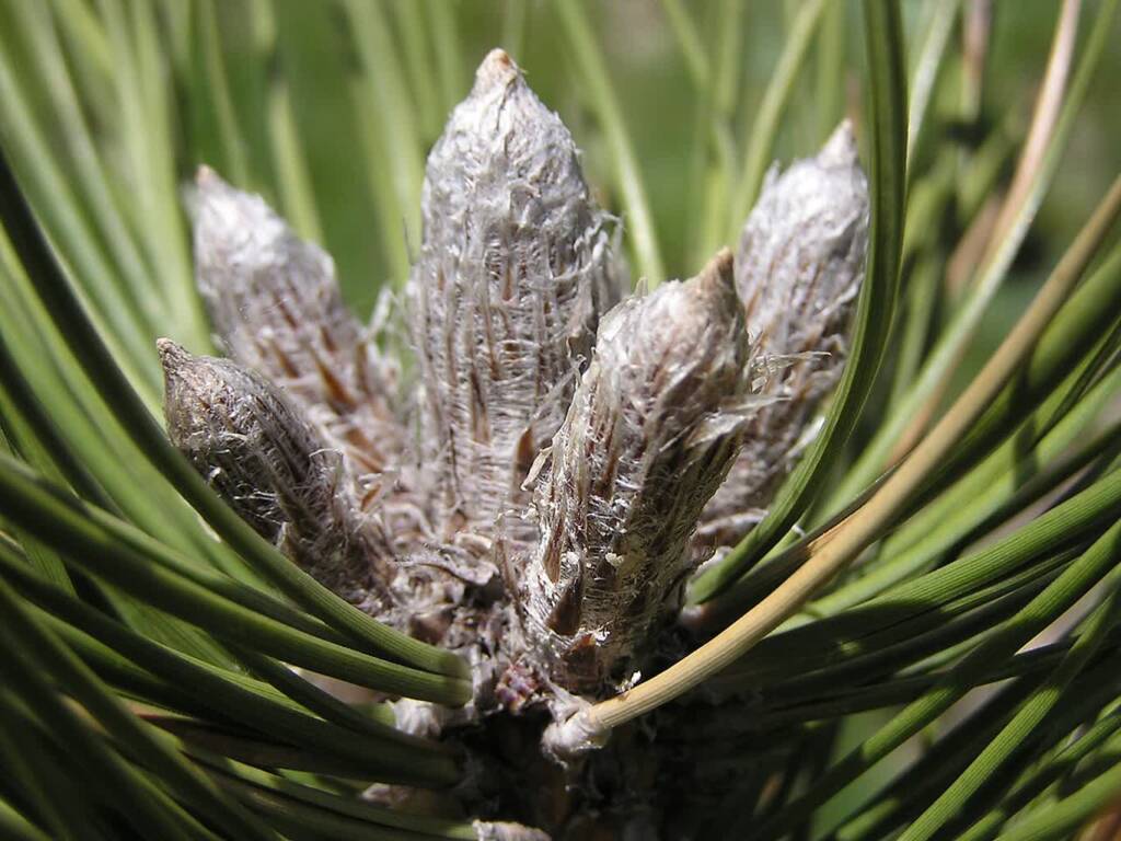 09.12.2025 Żyj zdrowo - preparaty sosnowe 1 EAttachments91908055660ecfa4f7ff330fdad51c27e05914c xl