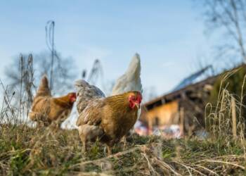 EAttachments9193427e51729d6eebe9bbe3dbc7458b7286c83 xl 1024x682 1