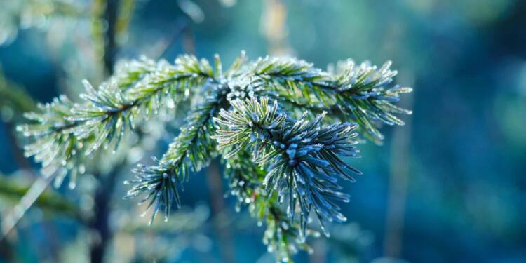 Akcja „Choinka dla Życia”. Oddaj krew i odbierz świąteczne drzewko 1 EAttachments919414342e6bf3d3cc5ec7e0cf6175fe2013d49 xl
