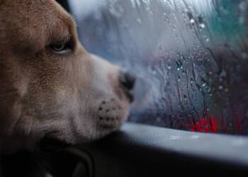 11.12.2025 Chwila dla pupila - zmieniająca się pogoda a potrzeby psa 9 EAttachments919527629f26f9c4f88cee7f779a3ba163dffcc xl