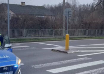 84-latka potrącona w rejonie przejścia dla pieszych 5 EAttachments91976743544b8e63a063d1de9f63f15395c2b5b xl