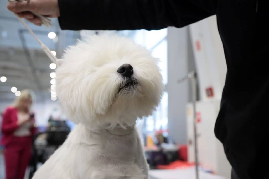 Psie piękności. Międzynarodowa wystawa w Lublinie 1 EAttachments91995629e06e18dbd6427d01a07868da46cacca xl