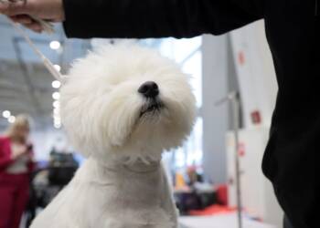 Psie piękności. Międzynarodowa wystawa w Lublinie 2 EAttachments91995629e06e18dbd6427d01a07868da46cacca xl