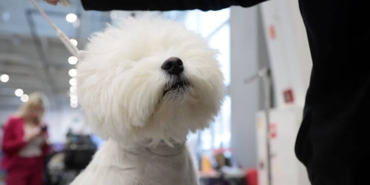 Psie piękności. Międzynarodowa wystawa w Lublinie 1 EAttachments91995629e06e18dbd6427d01a07868da46cacca xl