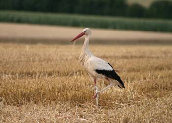 13.12.2026 Trele morele - o zmianie upraw i funkcjonowaniu bociana białego 8 EAttachments9199754ecf06a21df42d89a4d257ea77a8b9deb xl