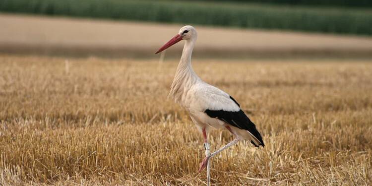 EAttachments9199754ecf06a21df42d89a4d257ea77a8b9deb xl