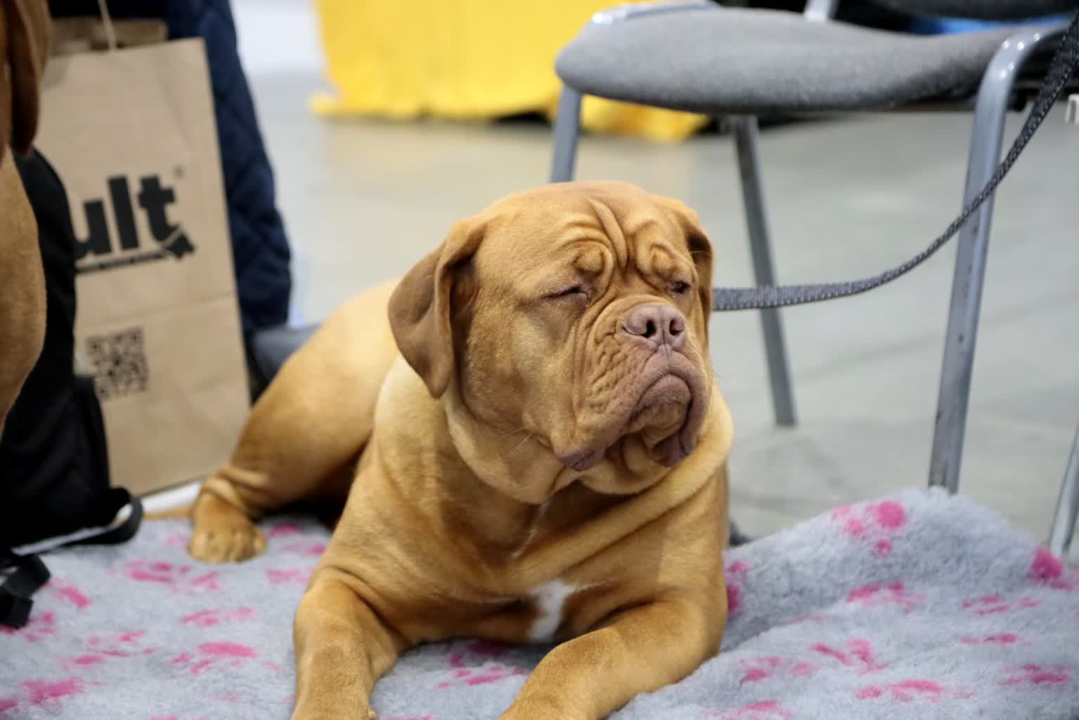 Gratka dla miłośników psów. Międzynarodowa wystawa w Lublinie [ZDJĘCIA]