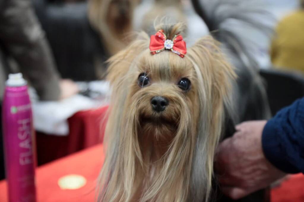 EAttachments9200809bc472be21402f668cc78eca44d75bfaa xl 1