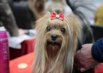 EAttachments9200809bc472be21402f668cc78eca44d75bfaa xl 1