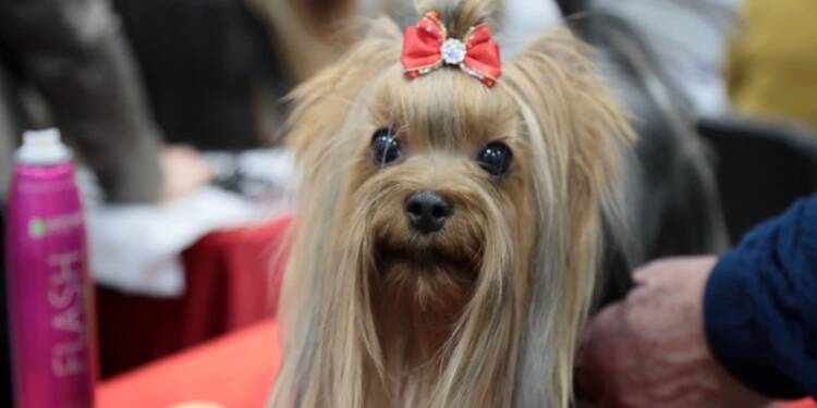 EAttachments9200809bc472be21402f668cc78eca44d75bfaa xl 1